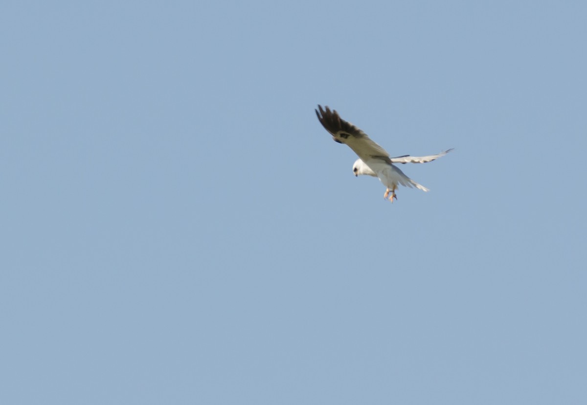 White-tailed Kite - Pablo Gutiérrez Maier