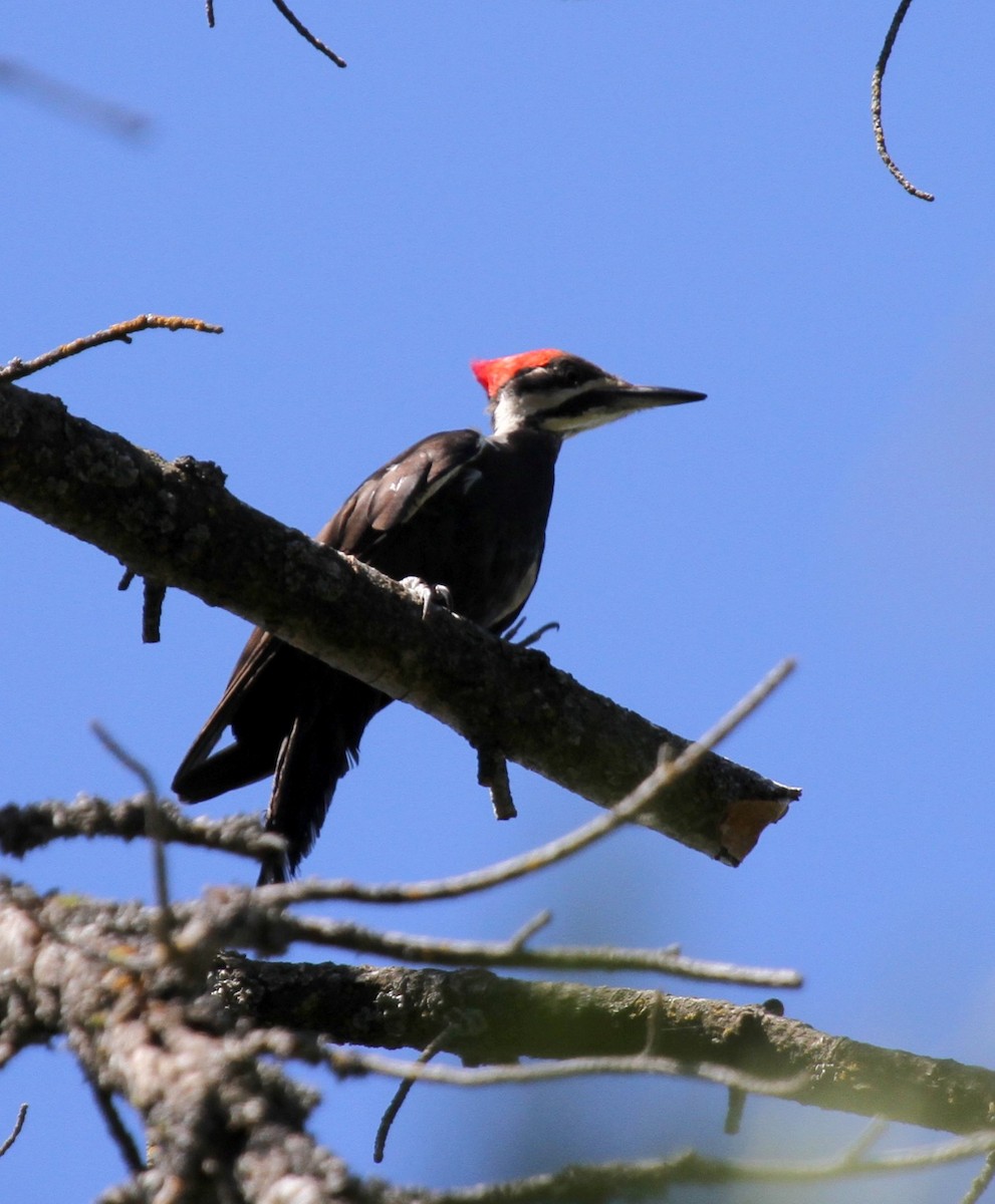 Pileated Woodpecker - ML135062951