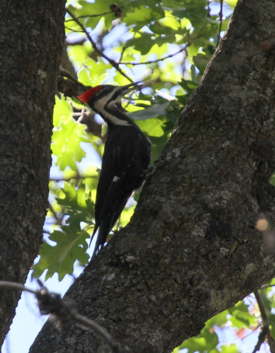 Pileated Woodpecker - ML135062971
