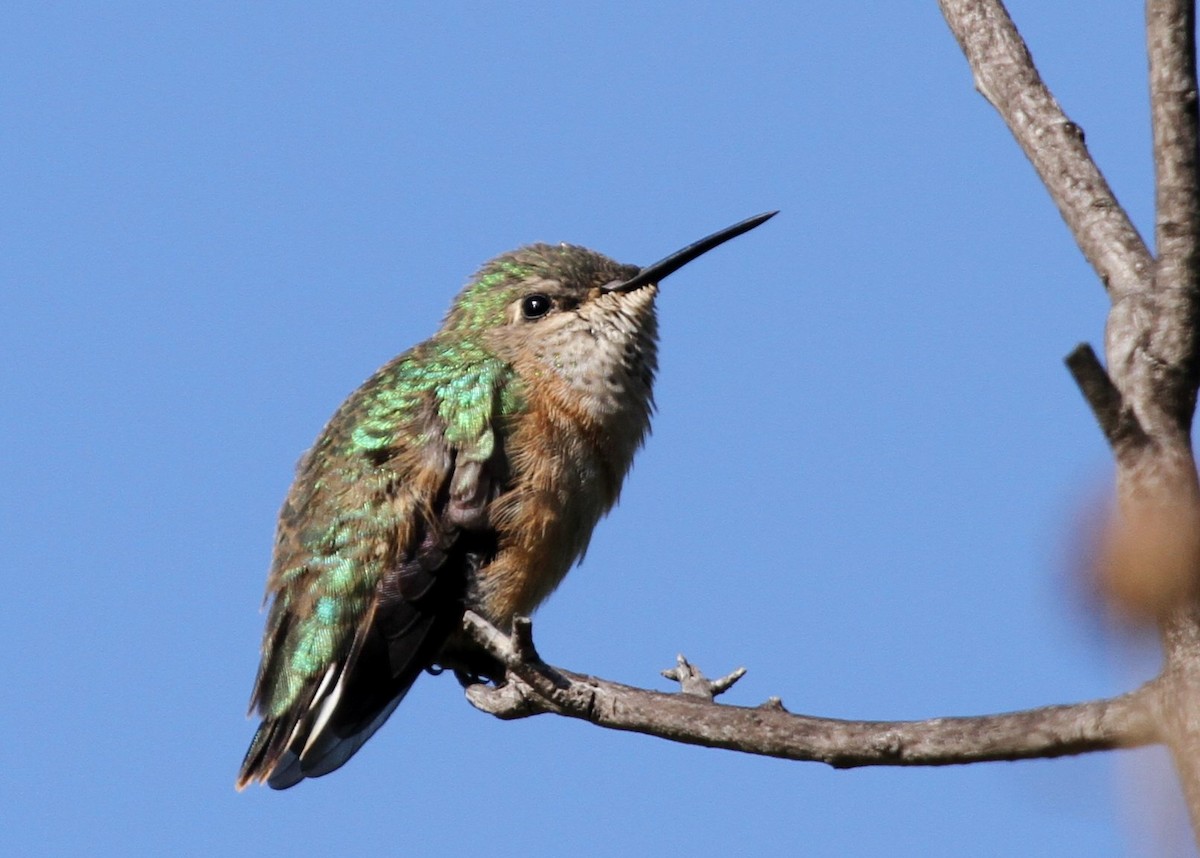 Calliope Hummingbird - Matthew Grube