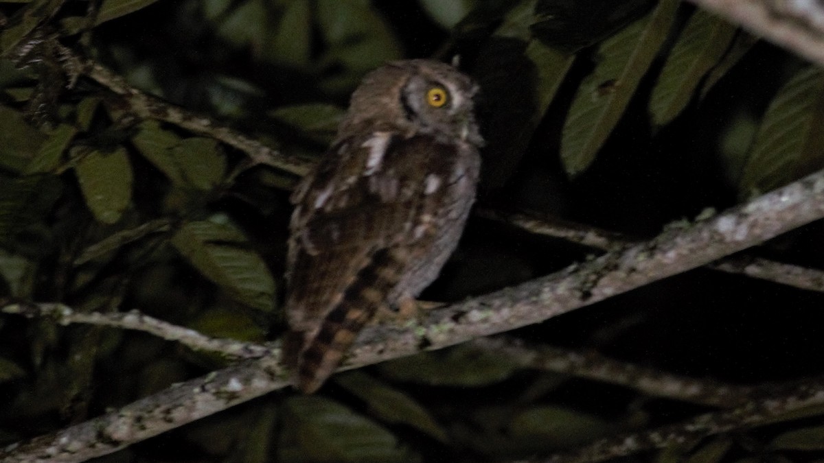 Tropical Screech-Owl - Rick Folkening