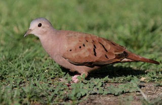 Ruddy Ground Dove, ML135068751