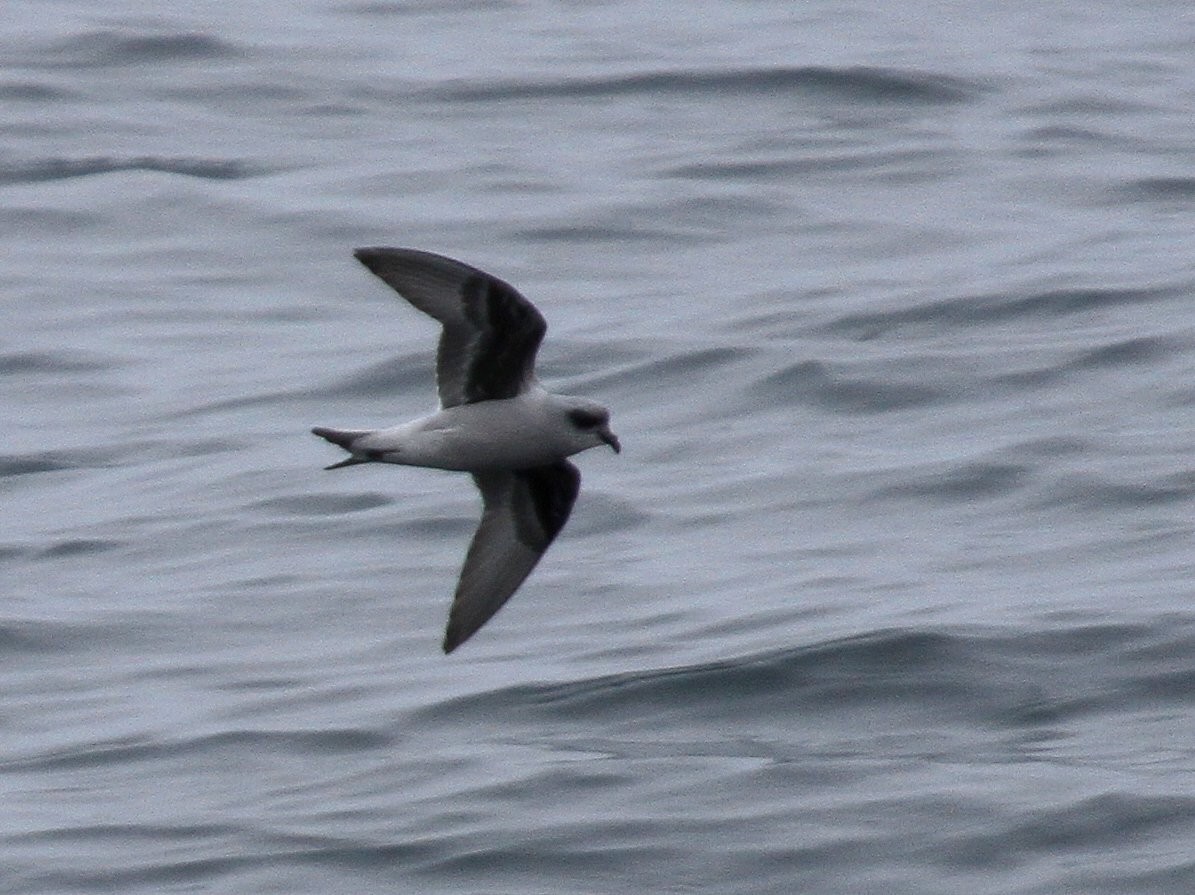 Fork-tailed Storm-Petrel - ML135068921