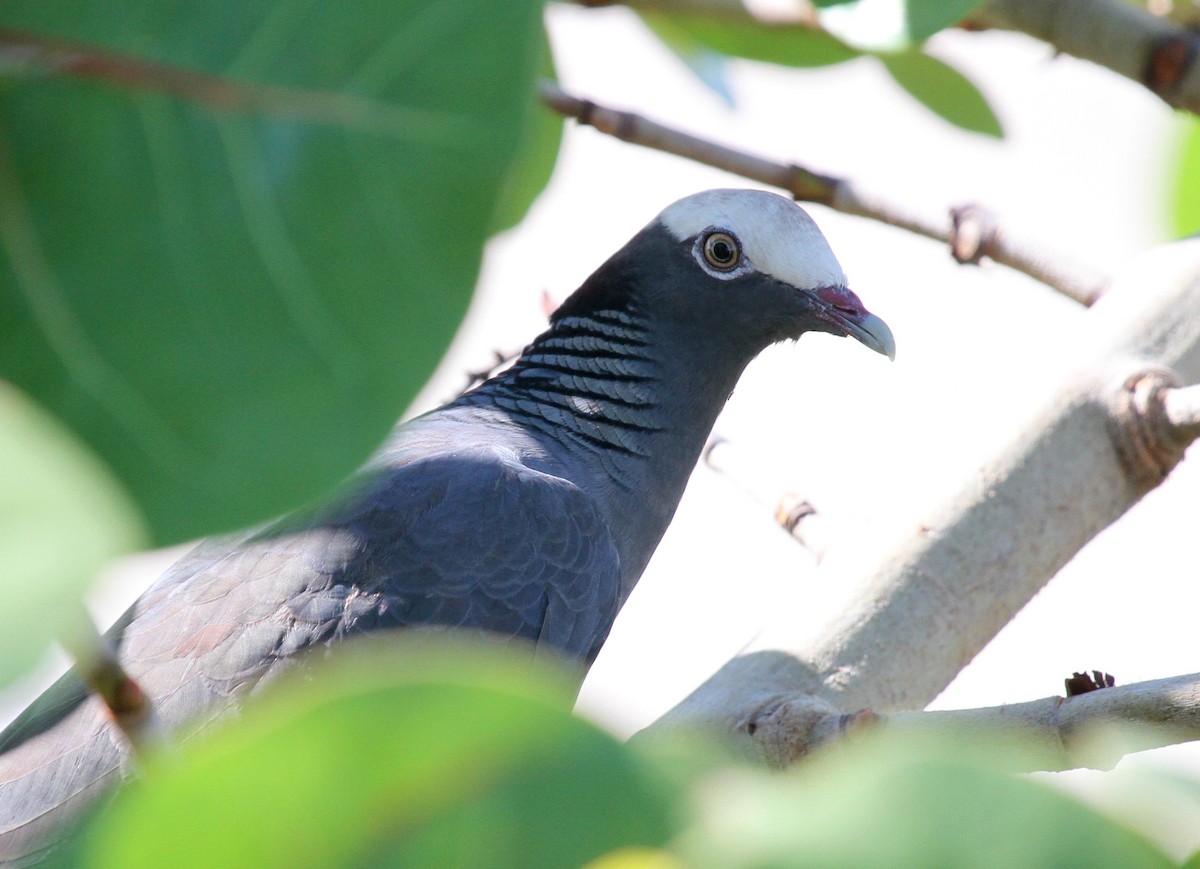 White-crowned Pigeon - ML135070791