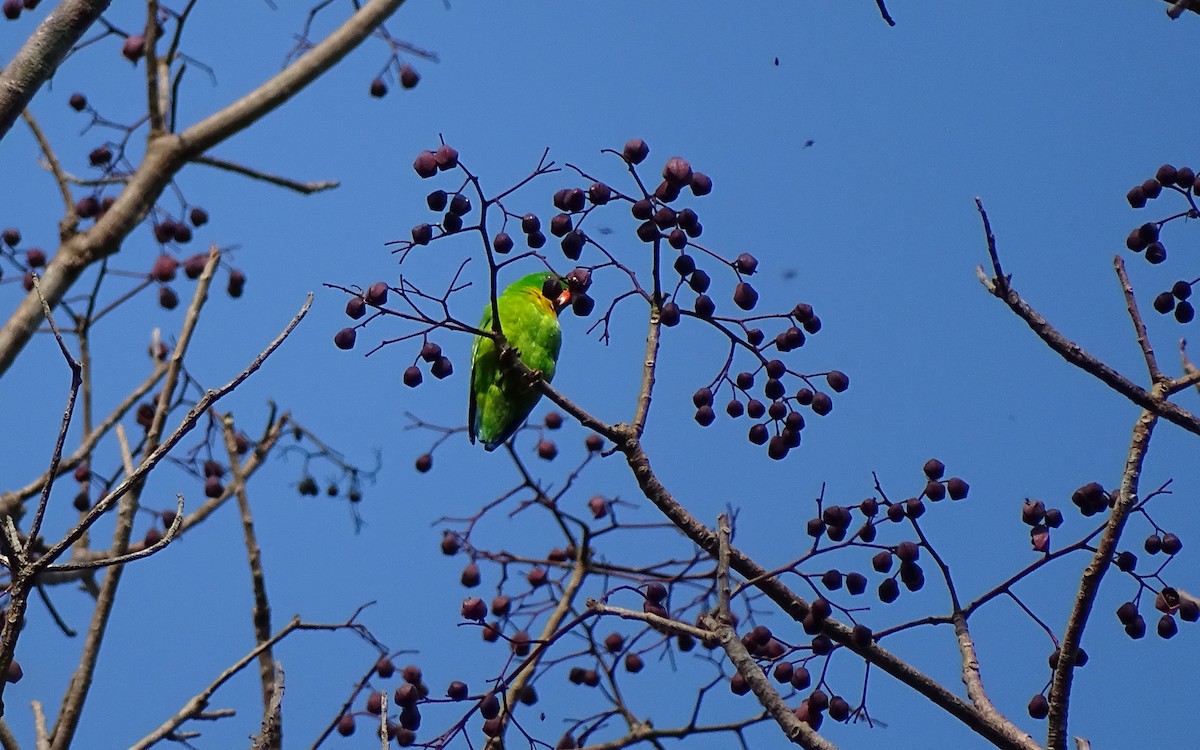 Yellow-throated Hanging-Parrot - ML135075571