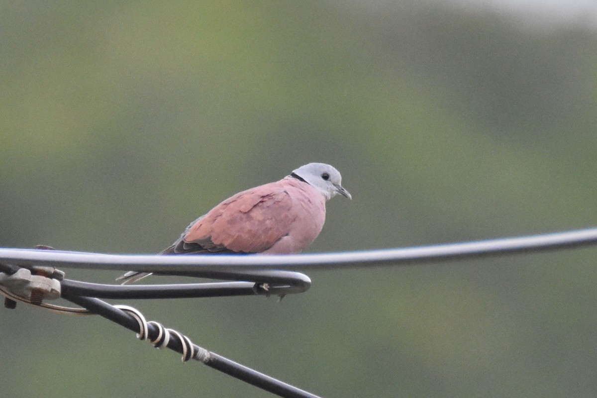 Red Collared-Dove - ML135075991