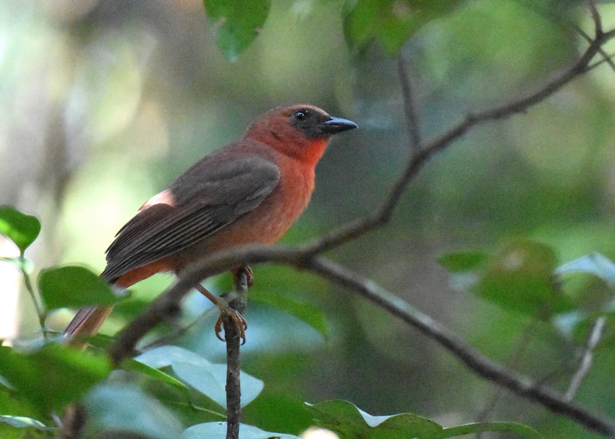 Red-throated Ant-Tanager - ML135077091