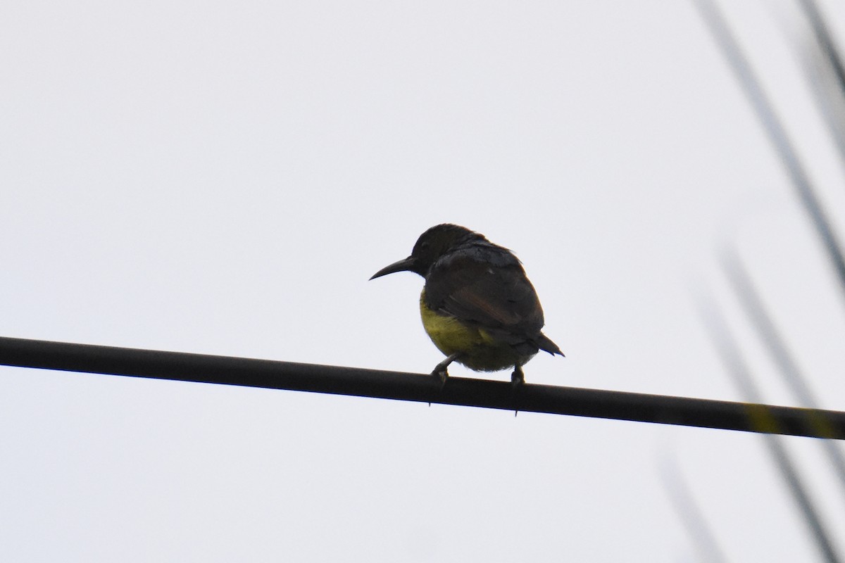 Brown-throated Sunbird - ML135077251
