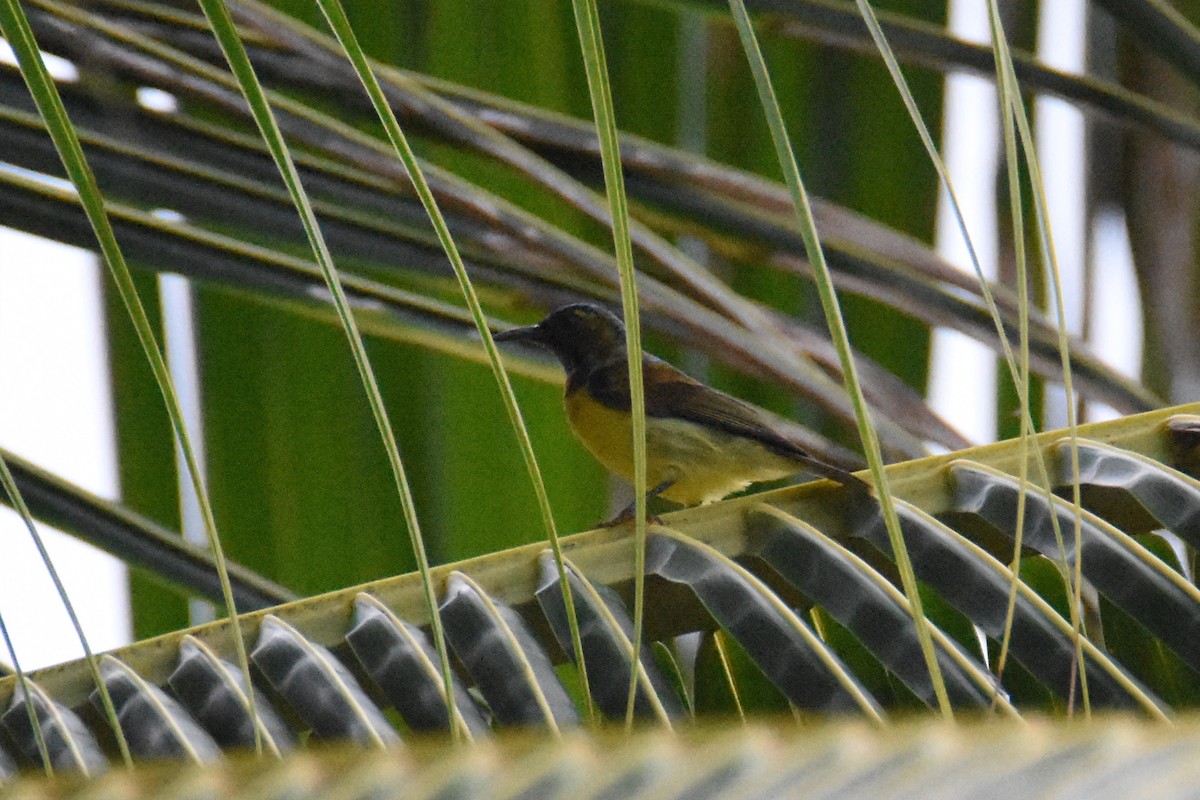 Brown-throated Sunbird - ML135077411