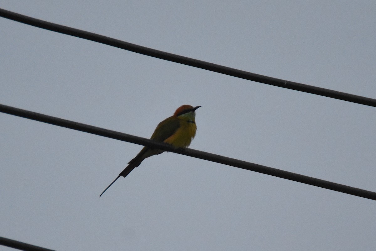 Asian Green Bee-eater - ML135077581
