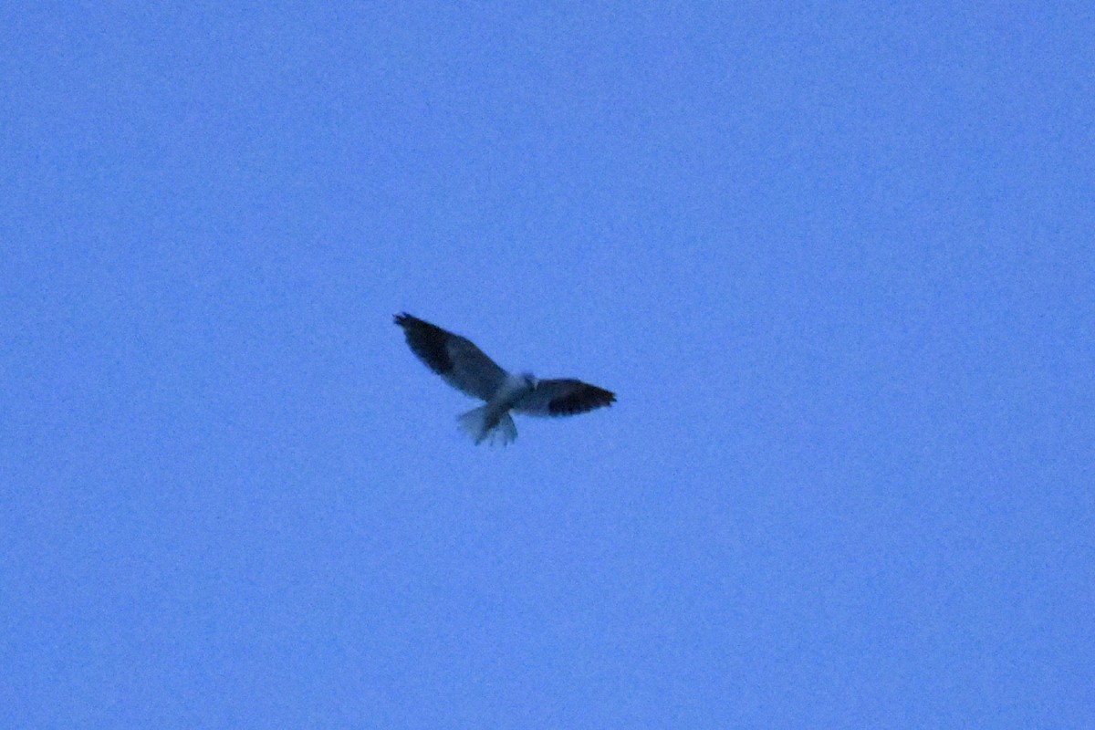Black-winged Kite (Asian) - ML135077891