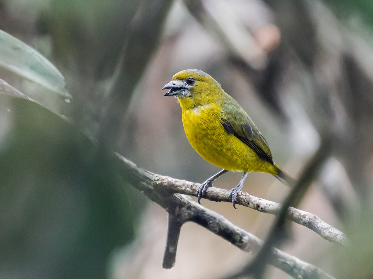 Golden-bellied Euphonia - Nick Athanas