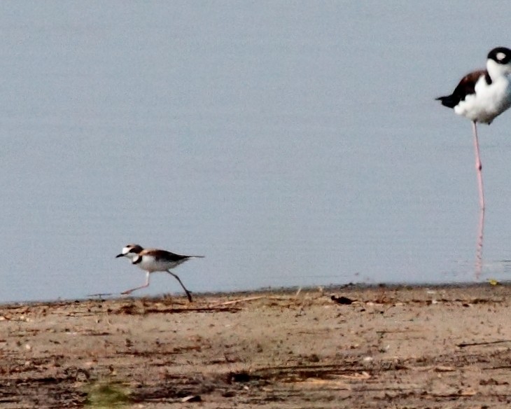 Collared Plover - ML135078521