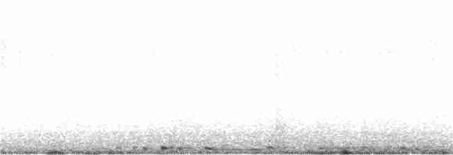 holub skalní (domácí) - ML135078931