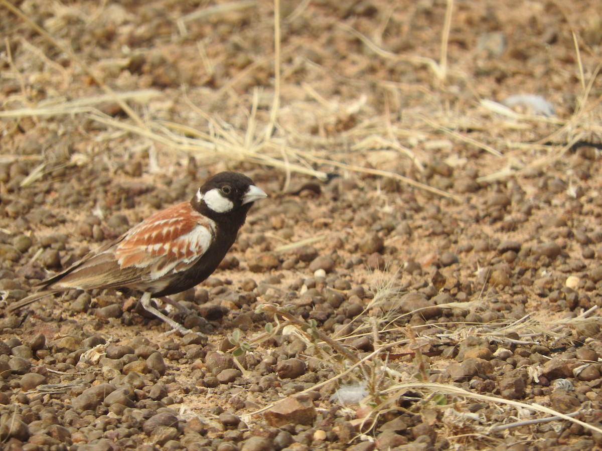 Chestnut-backed Sparrow-Lark - ML135079821