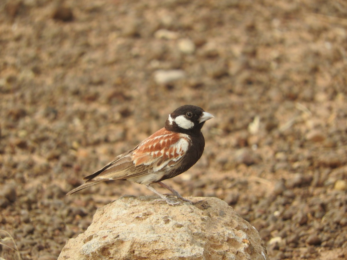 Chestnut-backed Sparrow-Lark - ML135079881