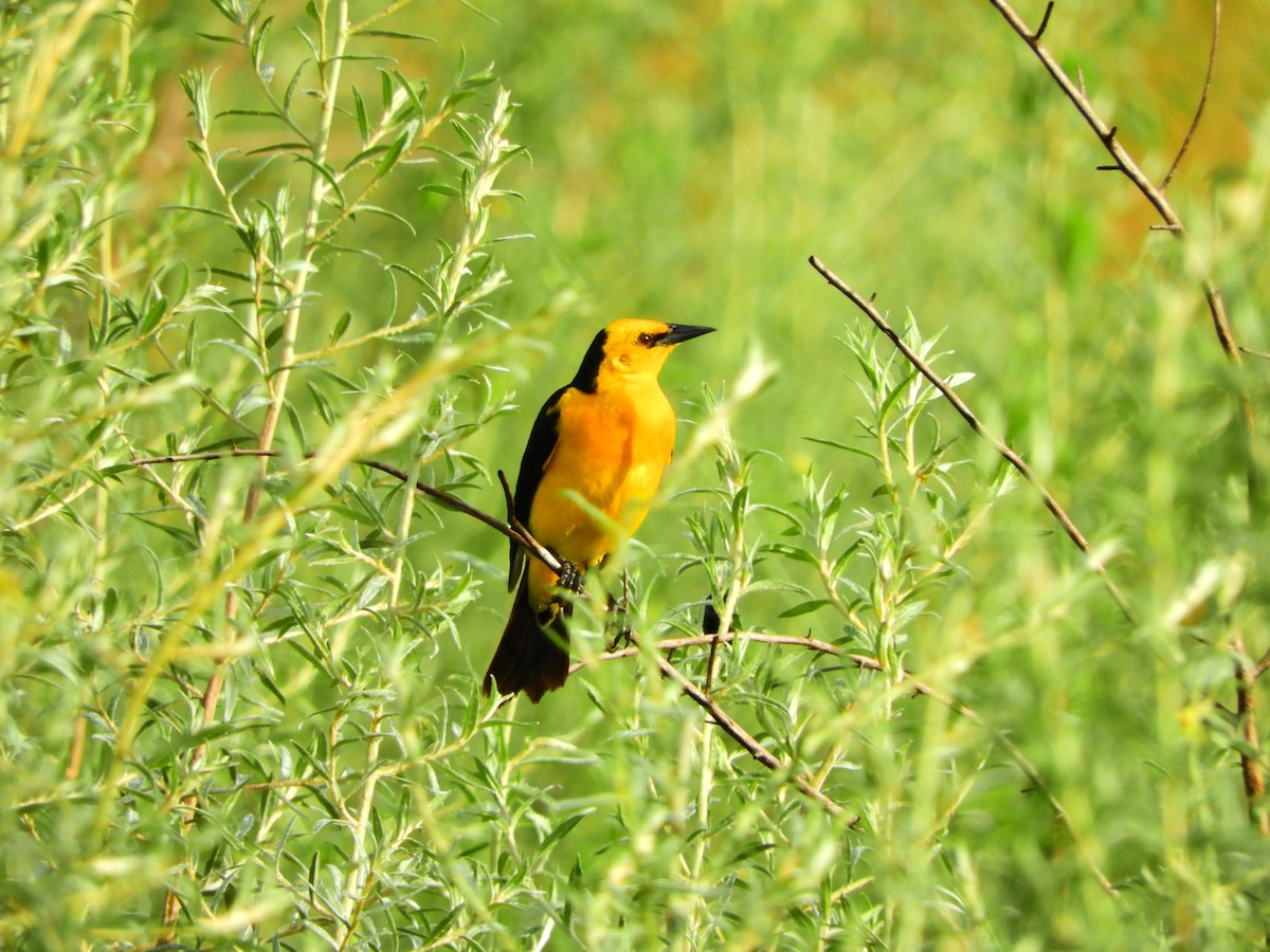 Saffron-cowled Blackbird - Luis Doldán CON