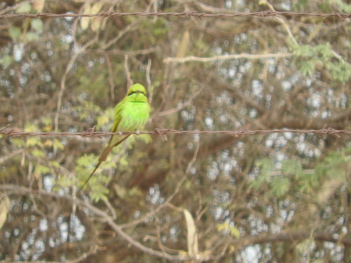 African Green Bee-eater - ML135080141