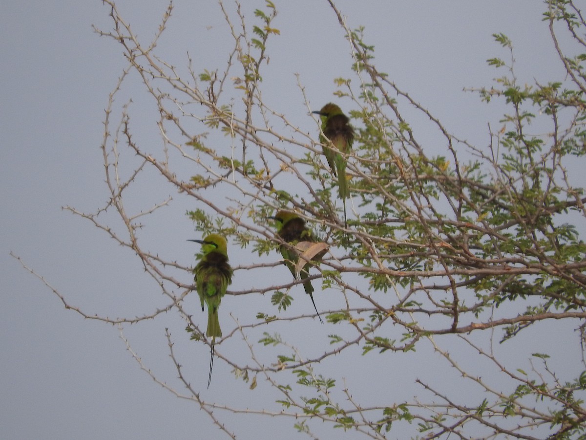 African Green Bee-eater - ML135080361