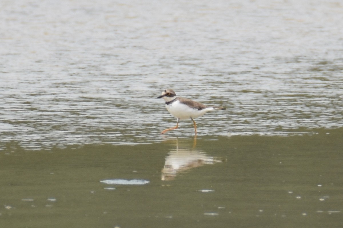 Little Ringed Plover (curonicus) - ML135081271