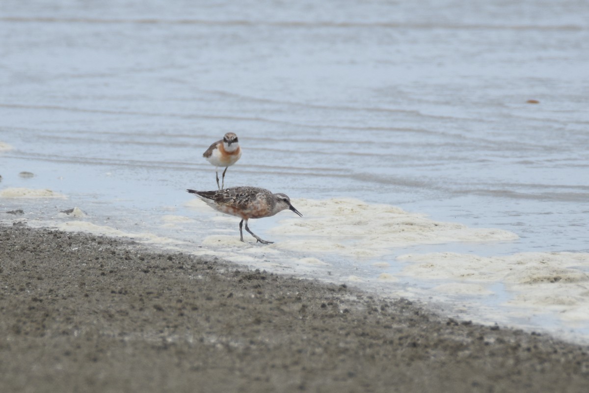 Red Knot - ML135082201