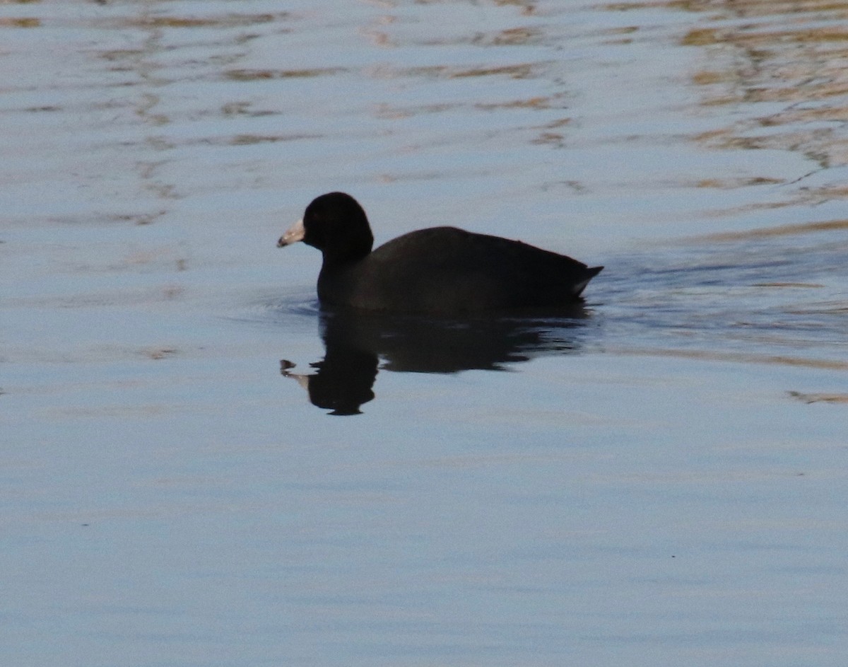 American Coot - Millie and Peter Thomas