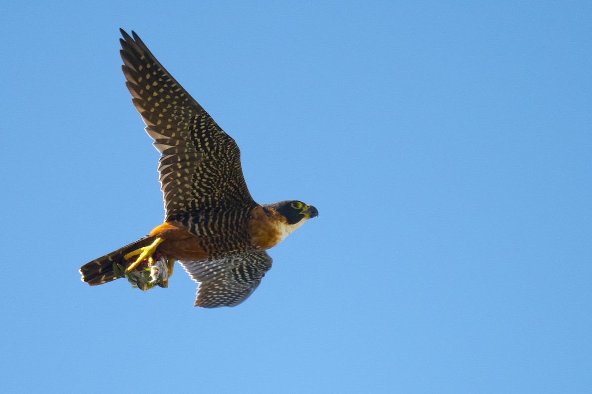 Orange-breasted Falcon - John Cahill xikanel.com