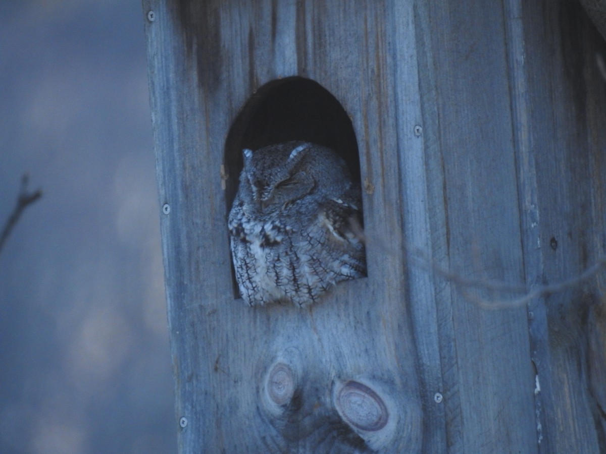 Eastern Screech-Owl - John McKay