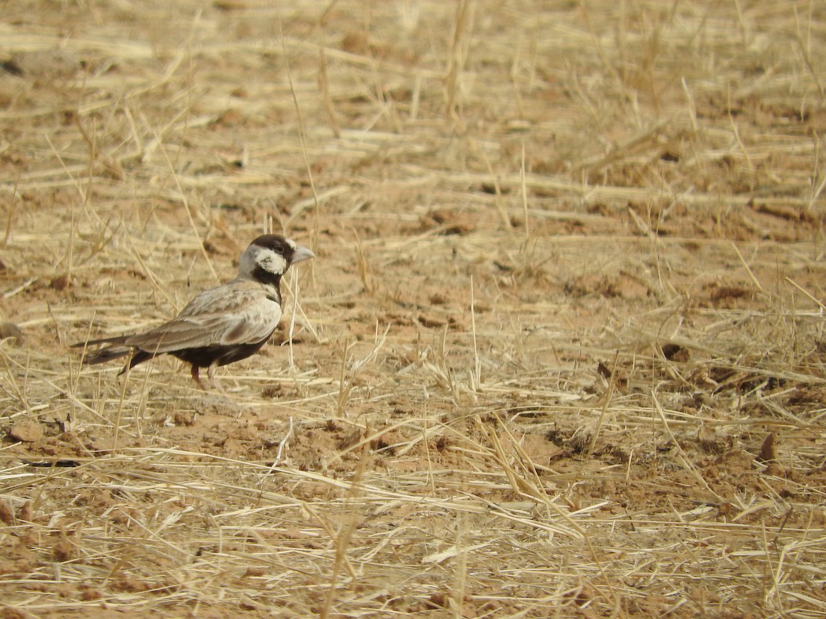 Black-crowned Sparrow-Lark - ML135084391