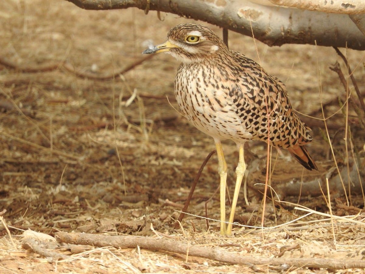 Spotted Thick-knee - ML135084431