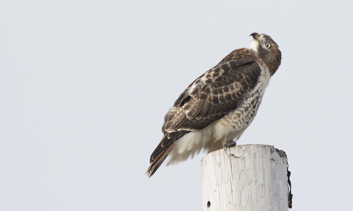 Red-tailed Hawk - ML135084681