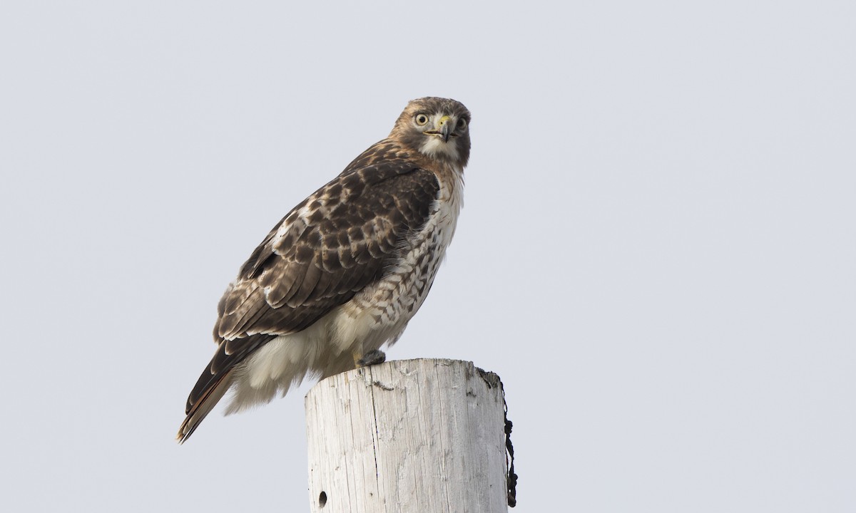 Red-tailed Hawk - ML135084711