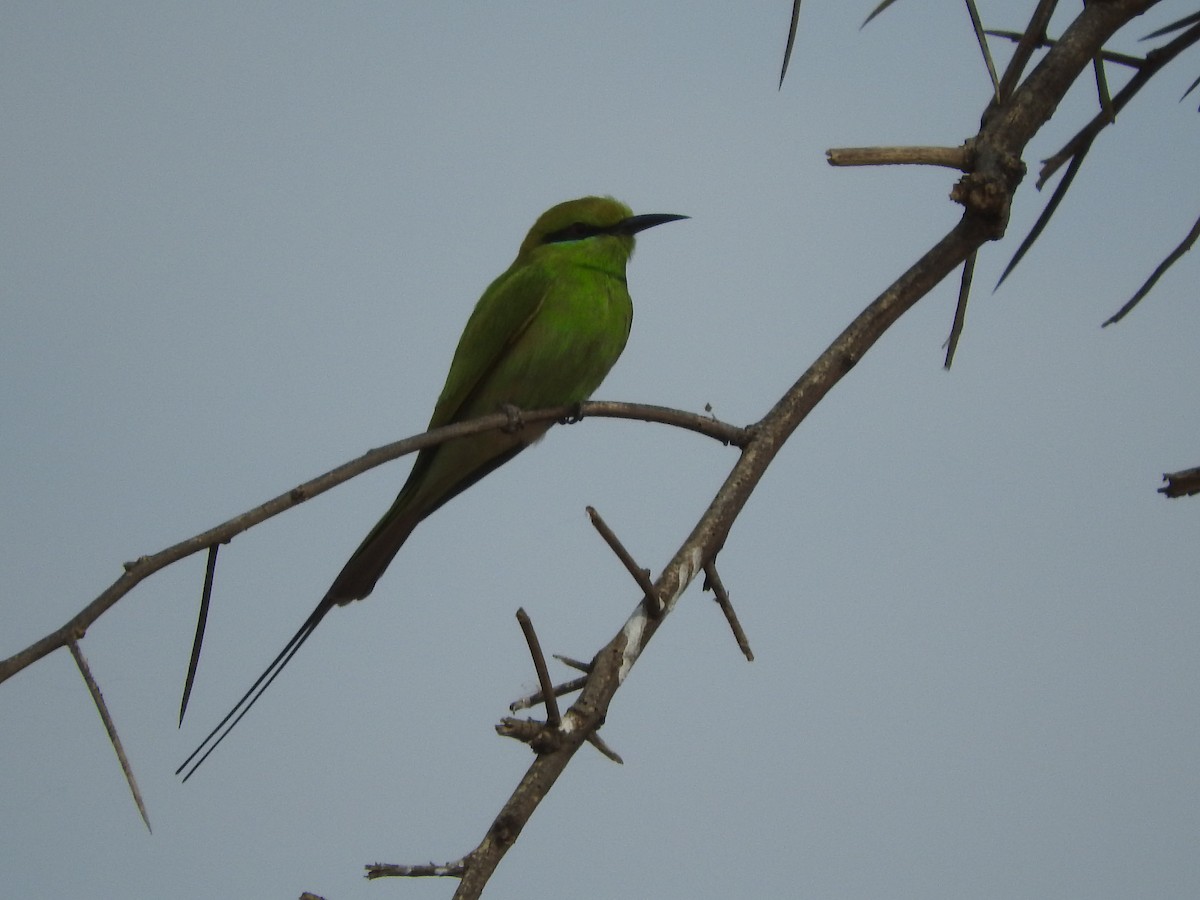 African Green Bee-eater - ML135085011