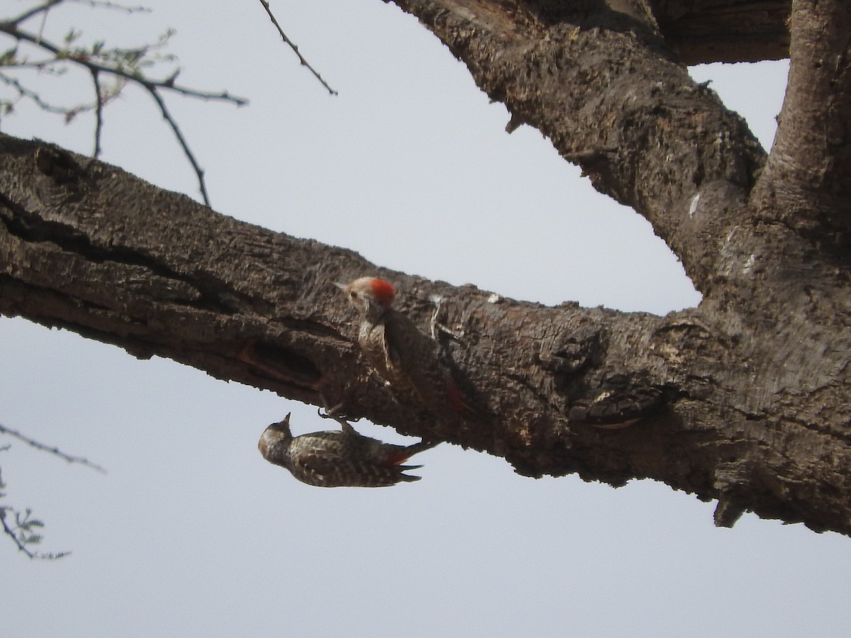 Little Gray Woodpecker - ML135086161