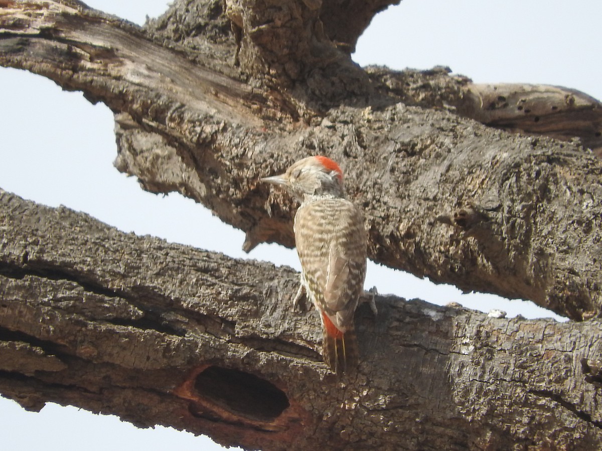 Little Gray Woodpecker - ML135086771