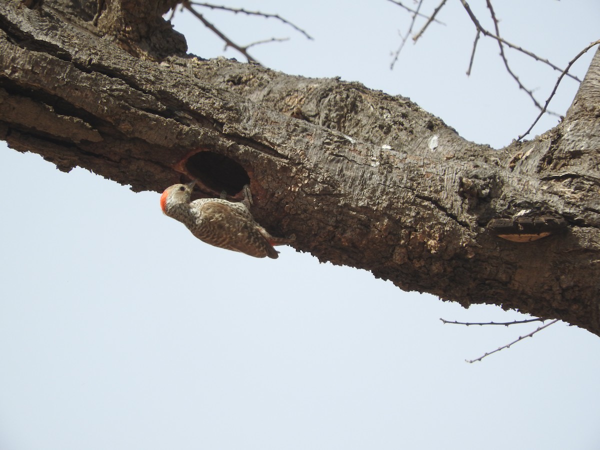 Little Gray Woodpecker - ML135086911