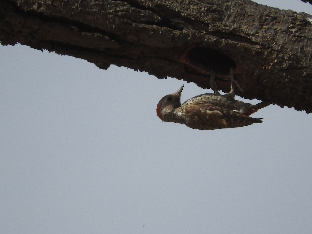 Little Gray Woodpecker - ML135086941