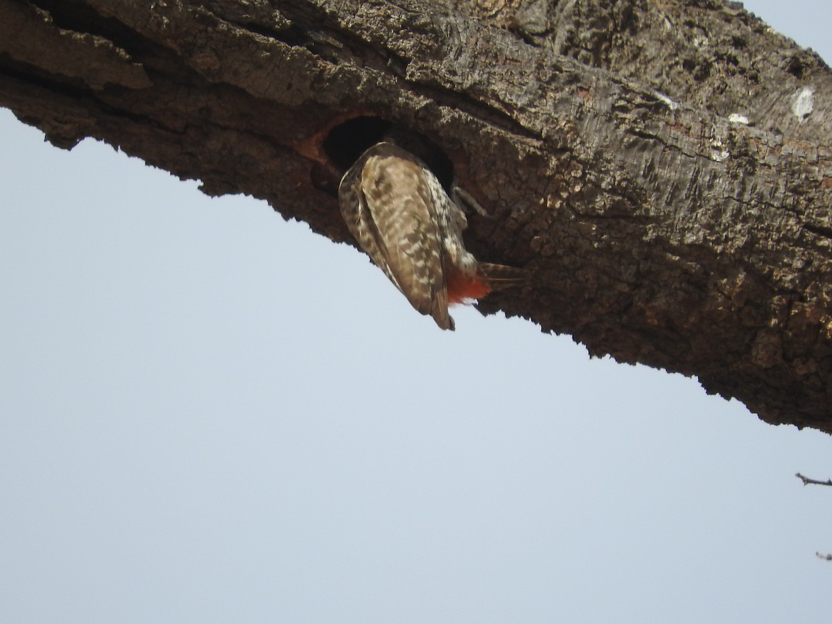 Little Gray Woodpecker - ML135087081