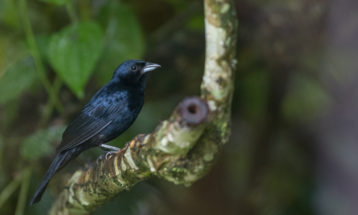 Ruby-crowned Tanager - Ian Davies