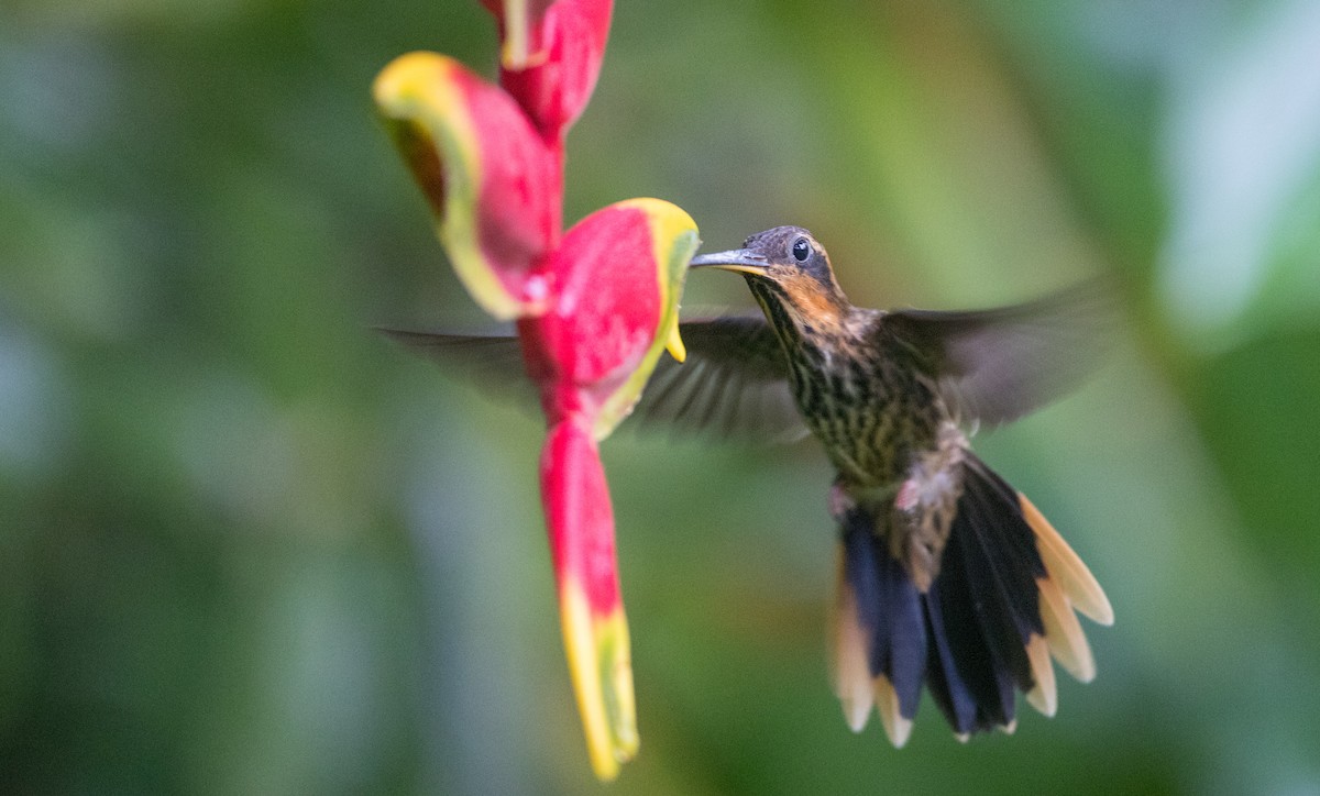 kolibřík pilozobý - ML135091541
