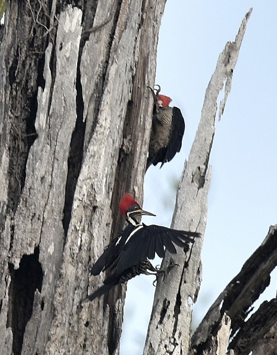 Crimson-crested Woodpecker - ML135091701