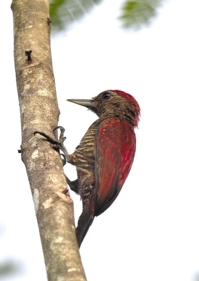 Blood-colored Woodpecker - ML135092221