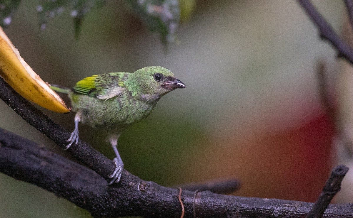 Green-headed Tanager - ML135092881