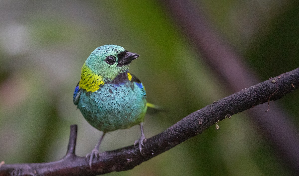Green-headed Tanager - ML135093011