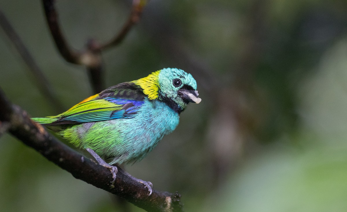Green-headed Tanager - ML135093021