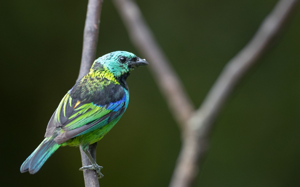 Green-headed Tanager - ML135093041