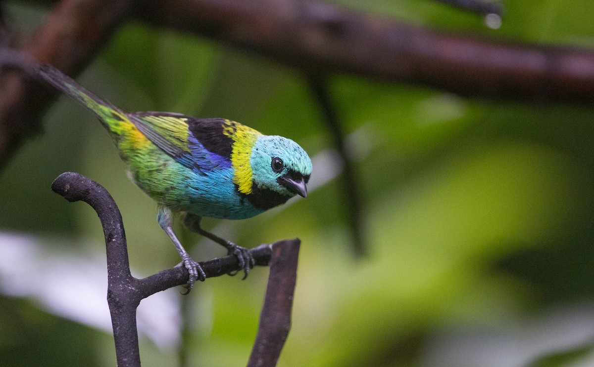 Green-headed Tanager - ML135093051