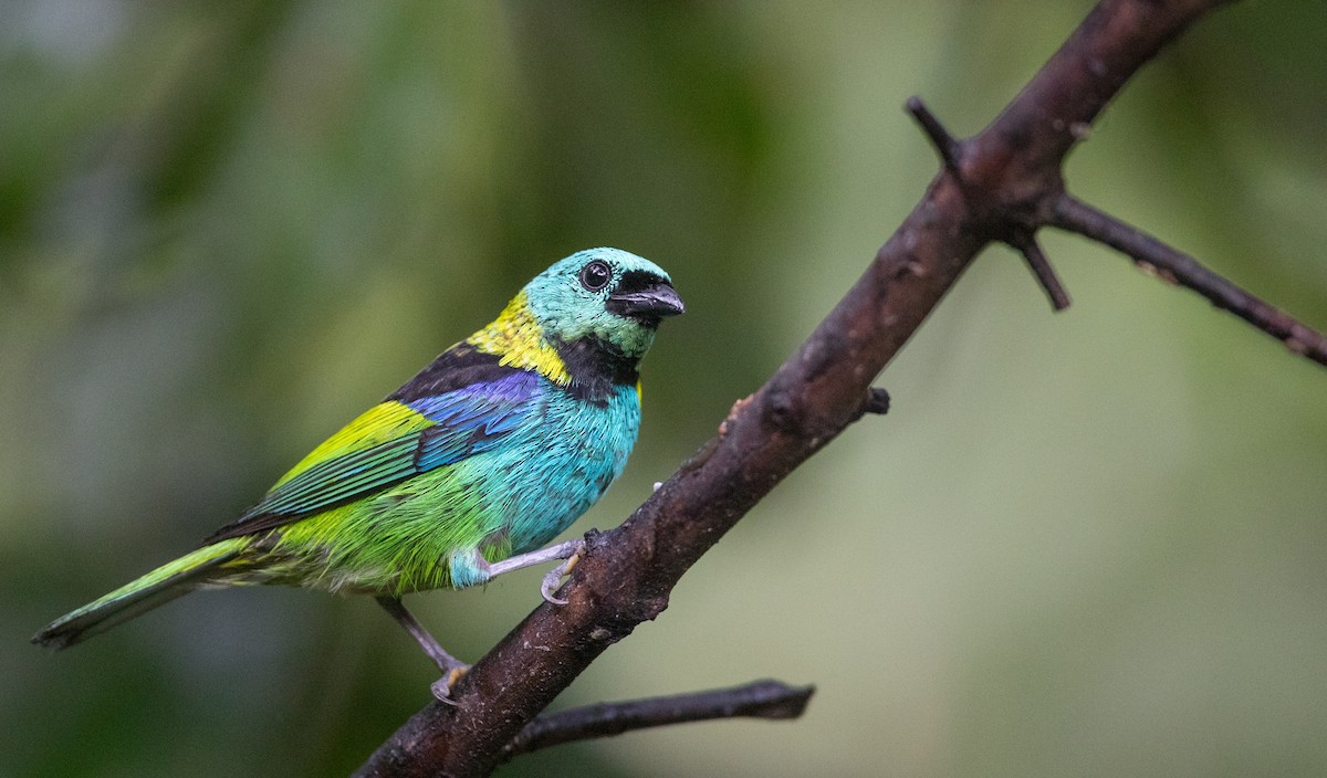 Green-headed Tanager - ML135093061