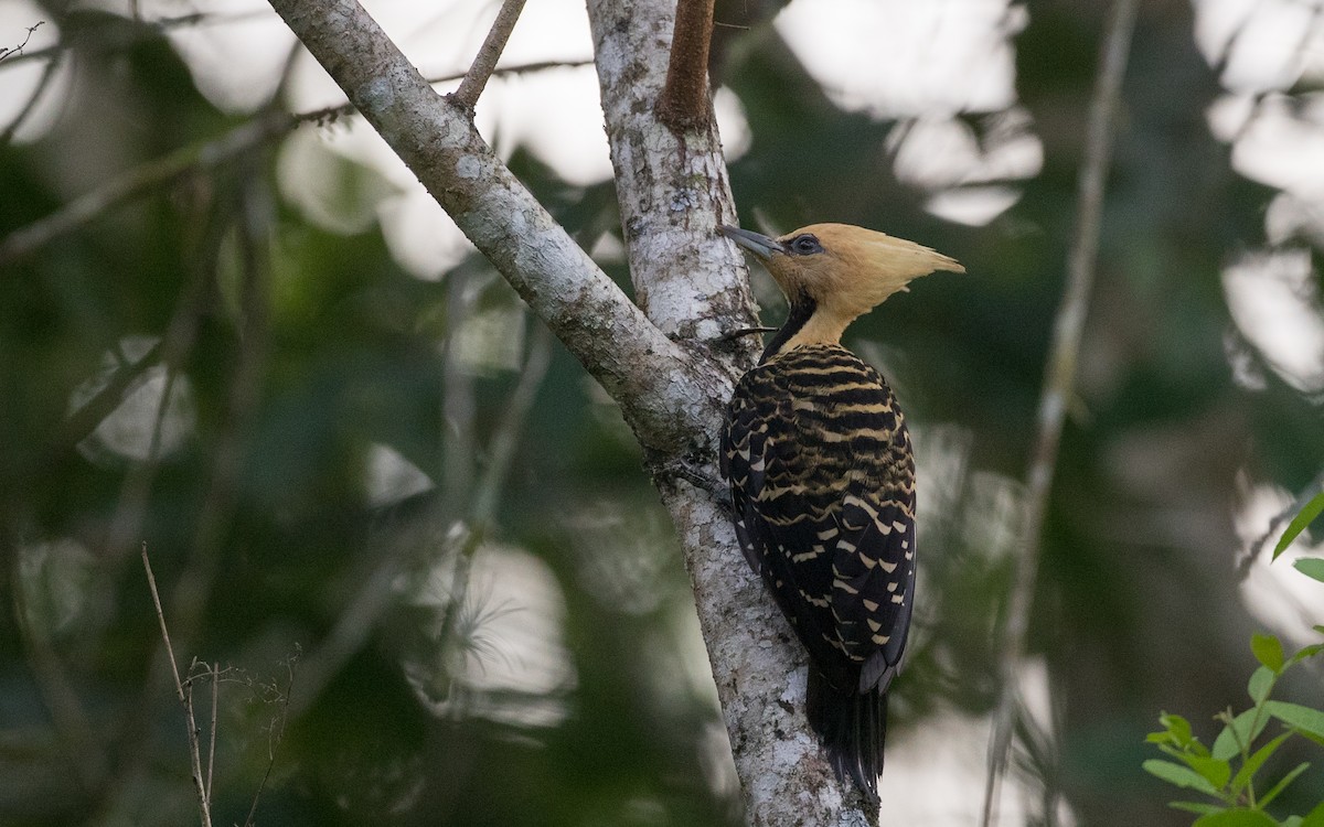 Blond-crested Woodpecker - Ian Davies