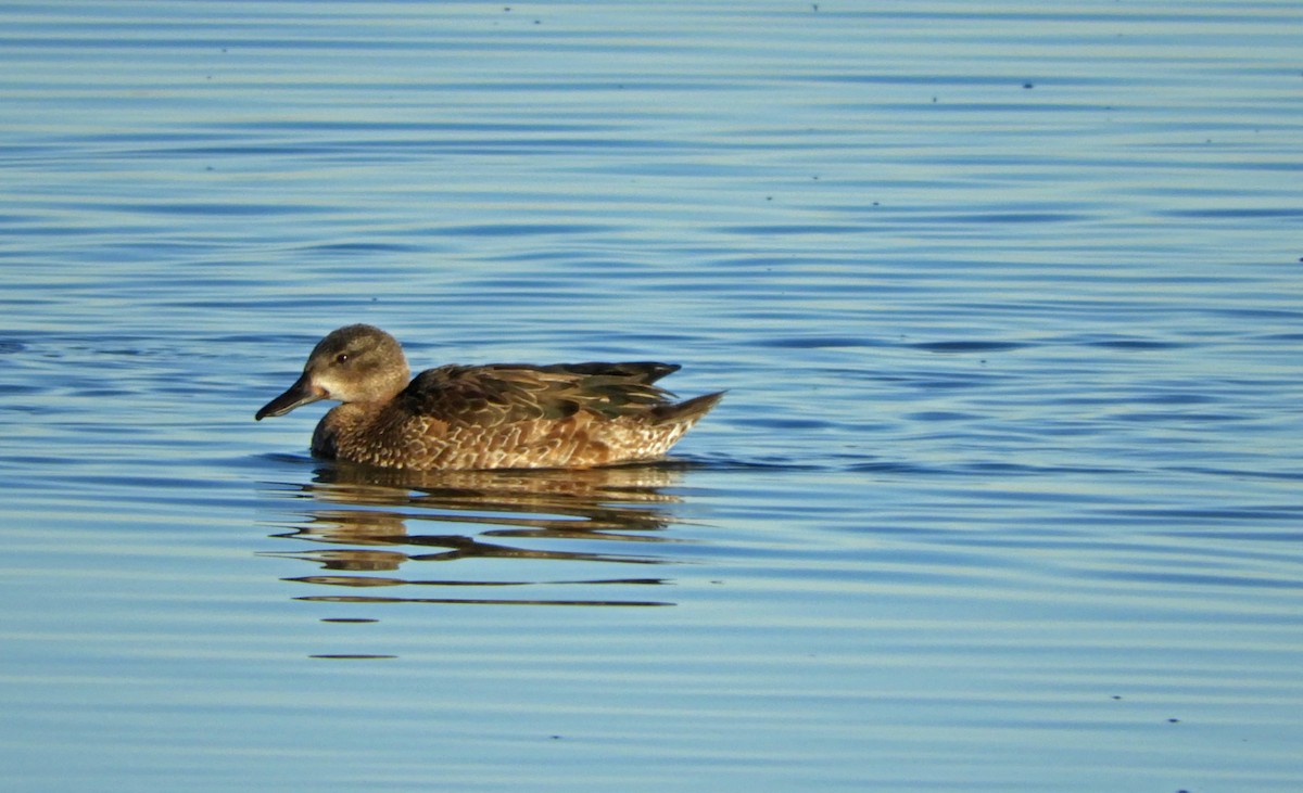 Blue-winged Teal - ML135094511